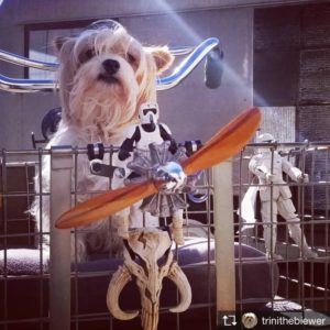 Star Wars and dogs